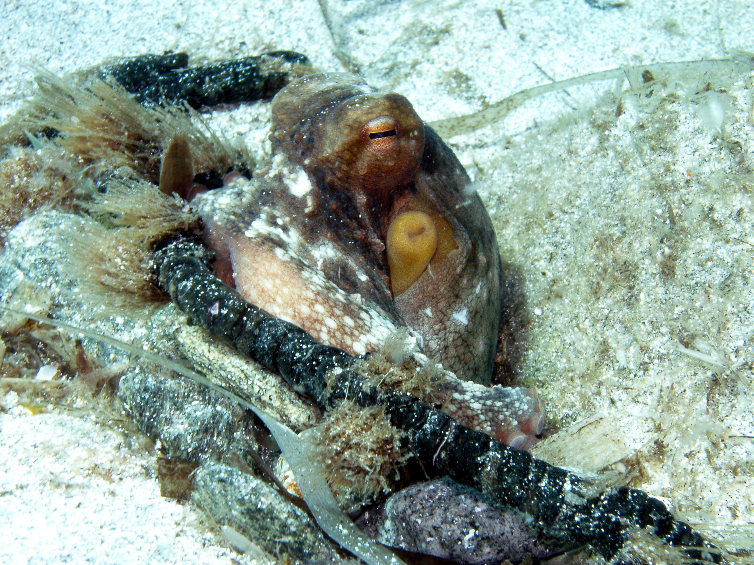 octopus vulgaris